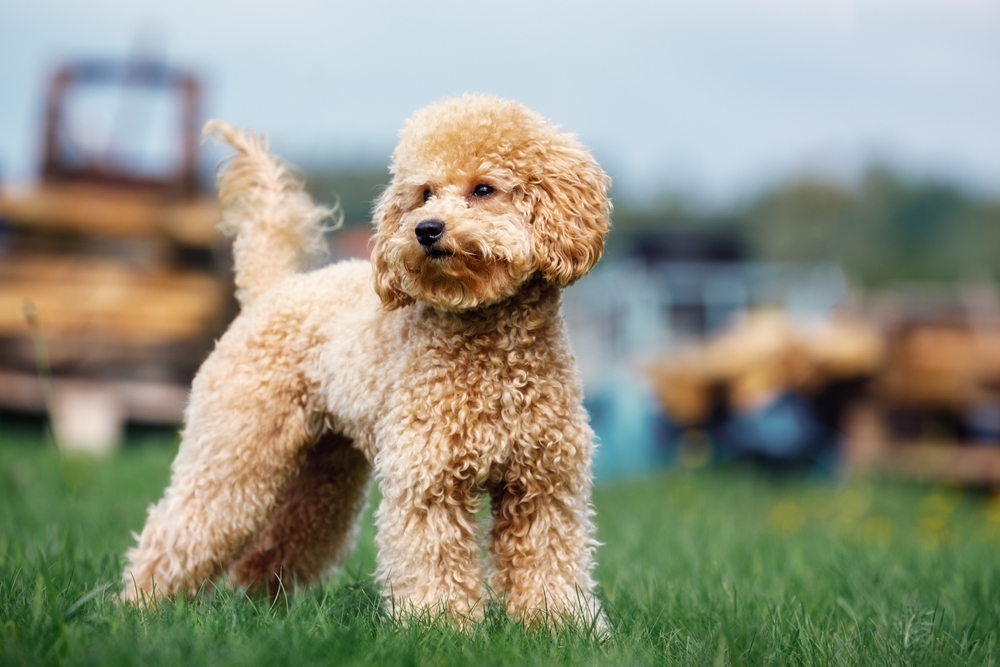 chó poodle có đuôi