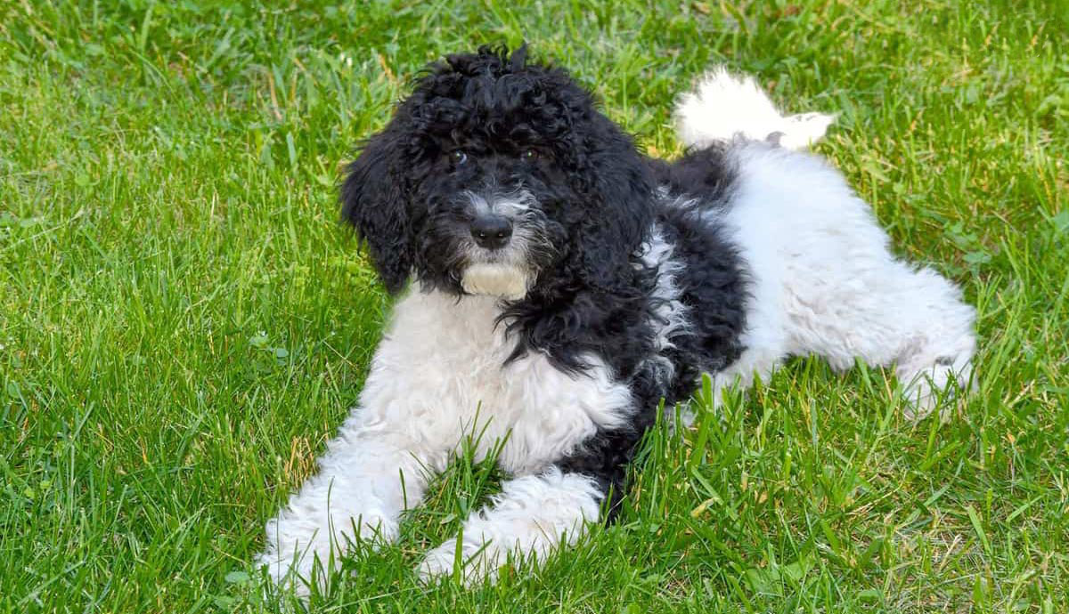 chó poodle có khôn không