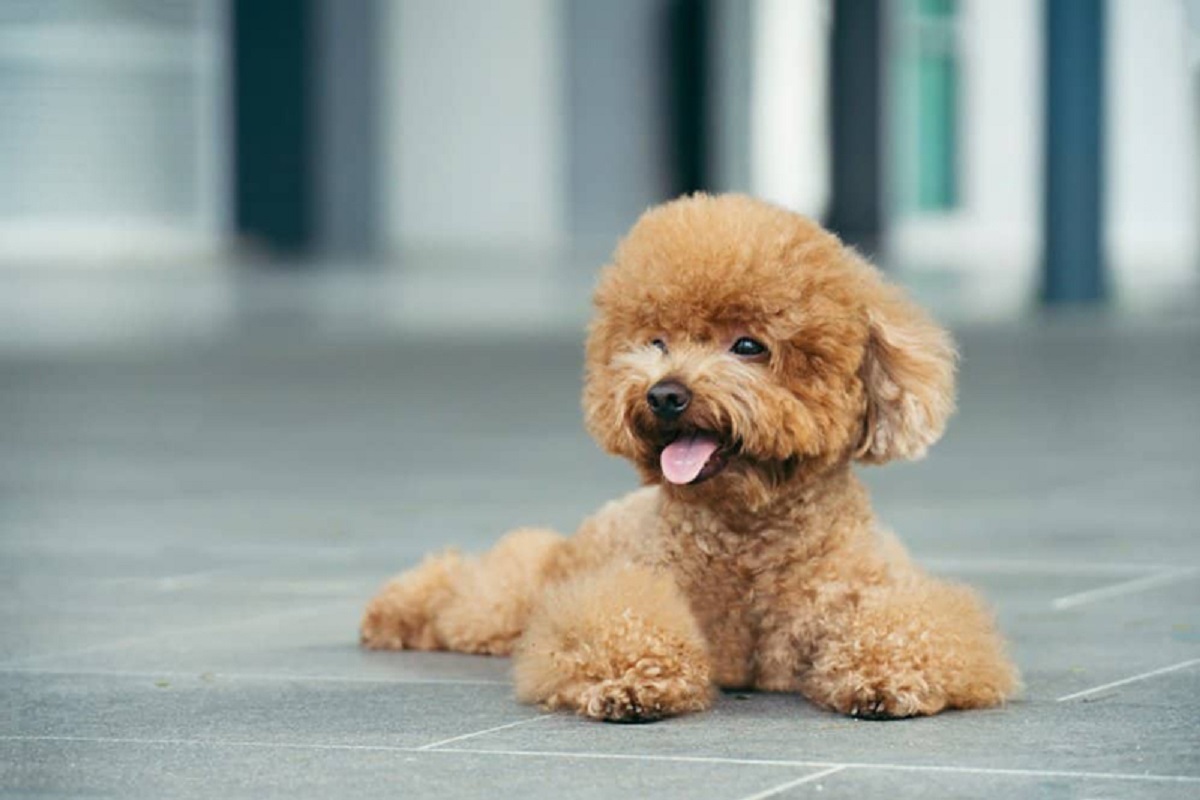 chó poodle có khôn không