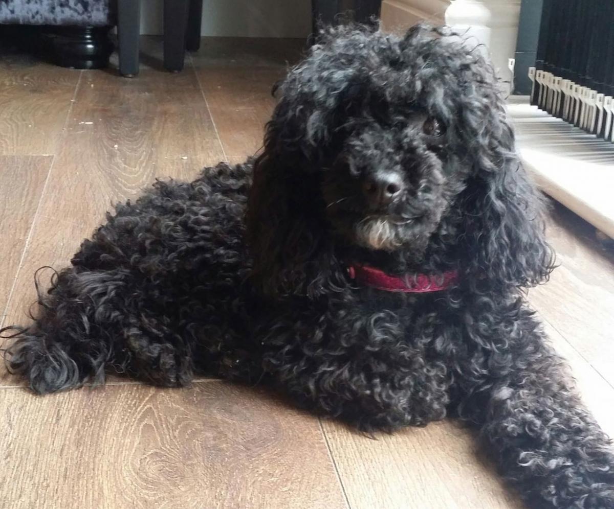 chó poodle có khôn không