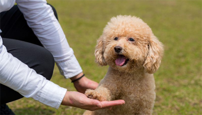 chó poodle có khôn không