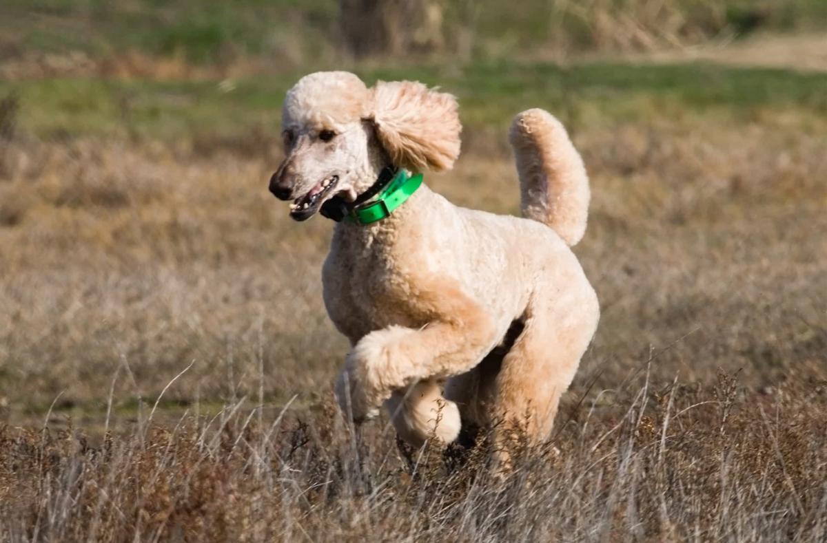 chó poodle có khôn không