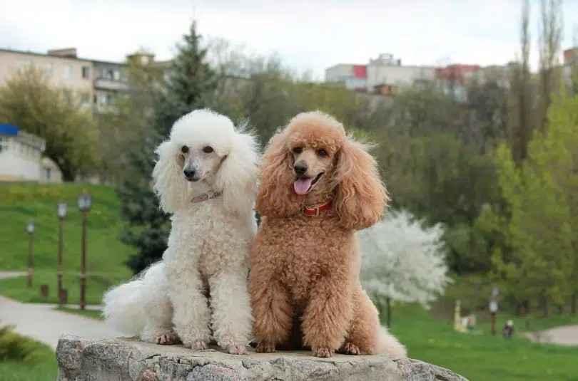 chó poodle có nguồn gốc từ đâu
