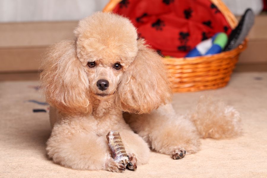 chó poodle có nguồn gốc từ đâu