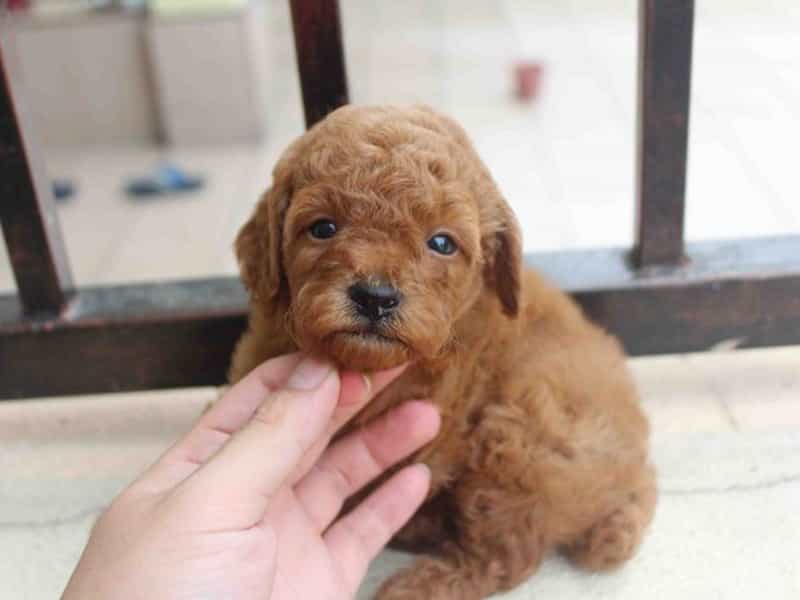 chó poodle con