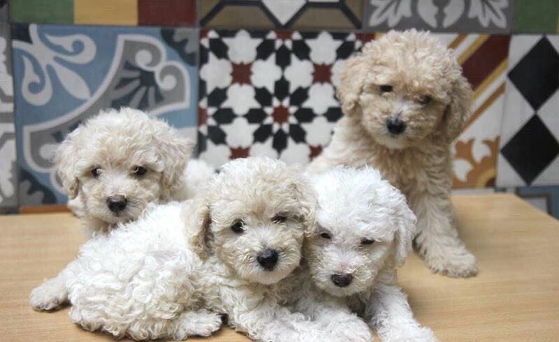 chó poodle con