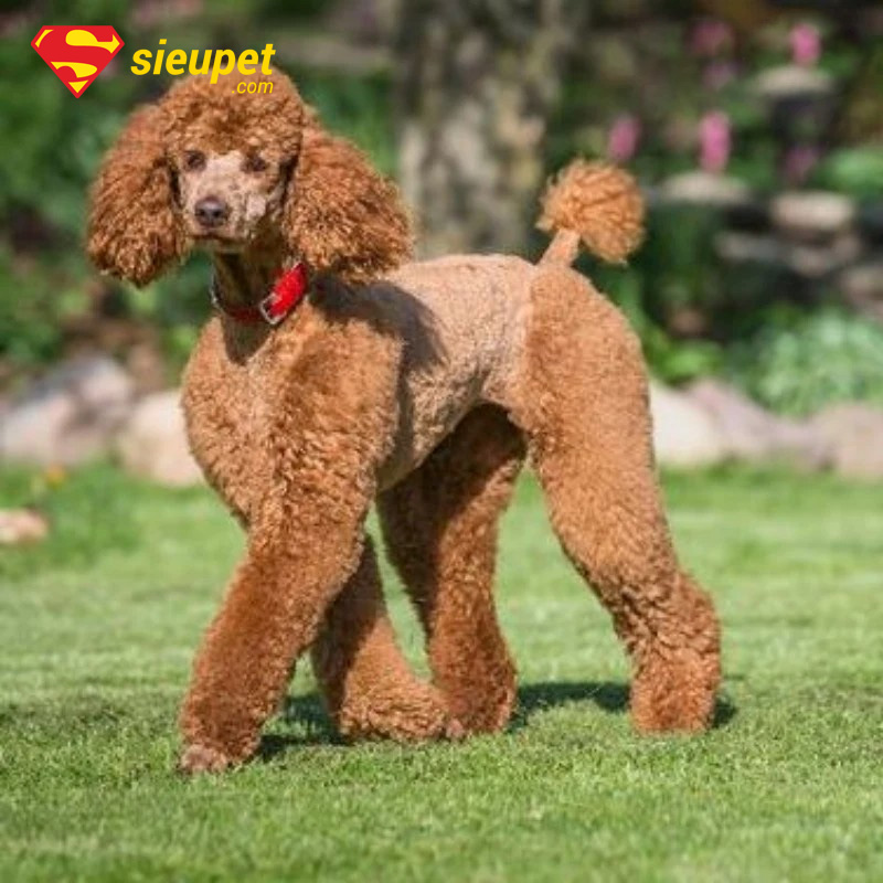 chó poodle cười