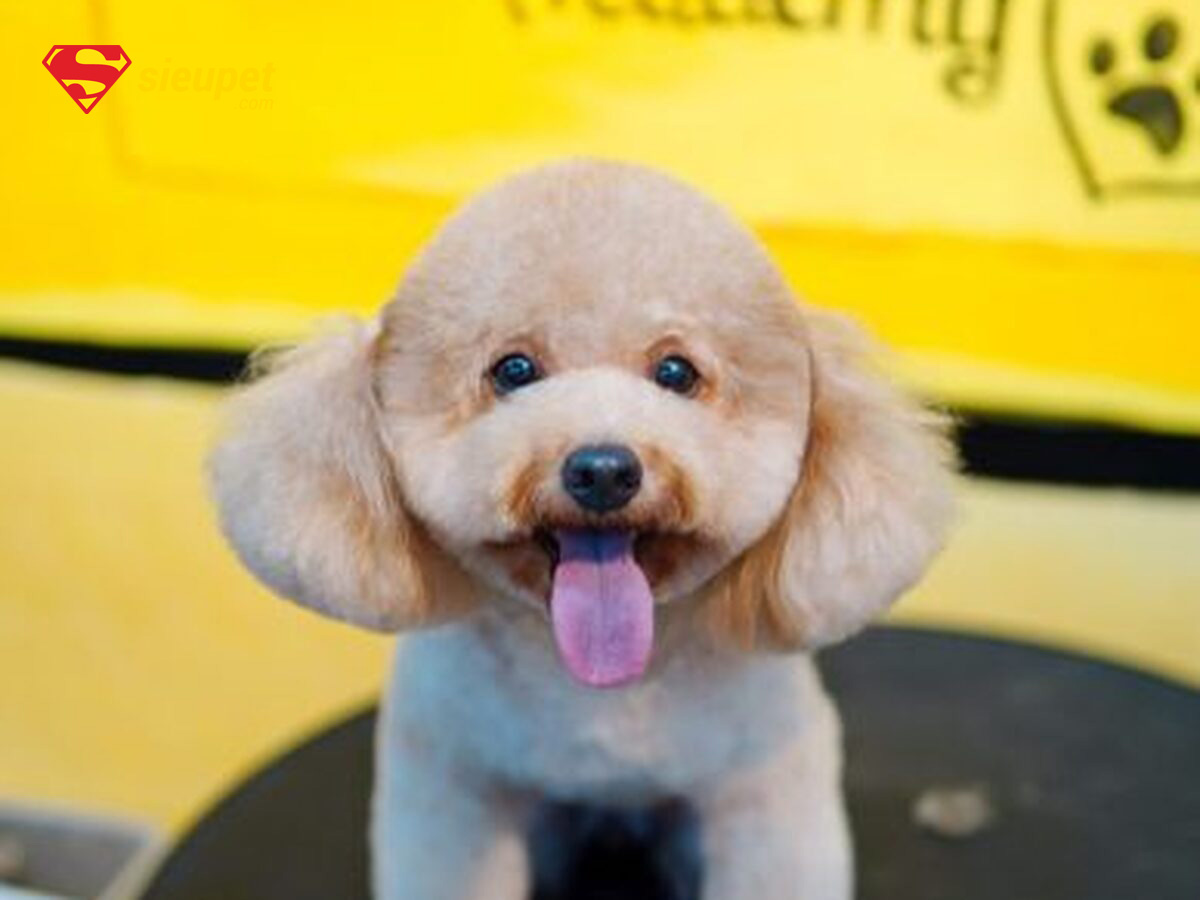 chó poodle cười