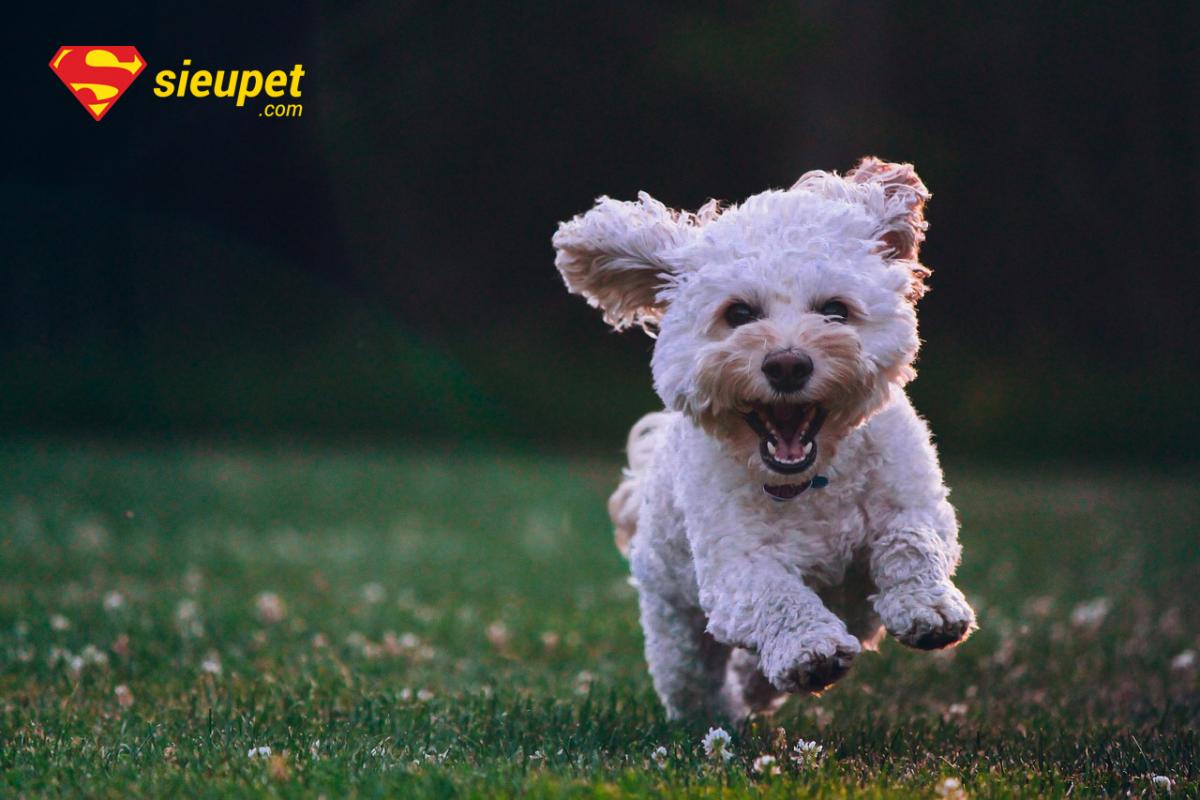 chó poodle cười