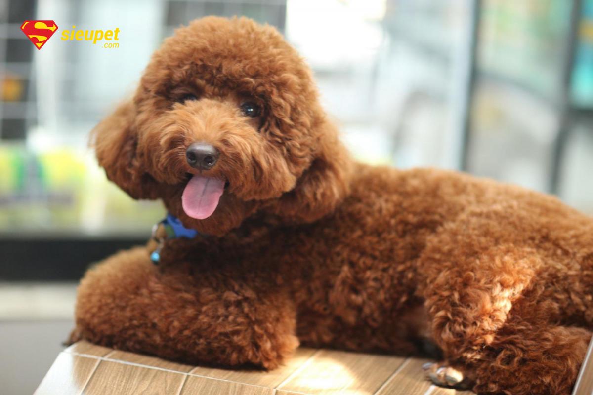 chó poodle cười