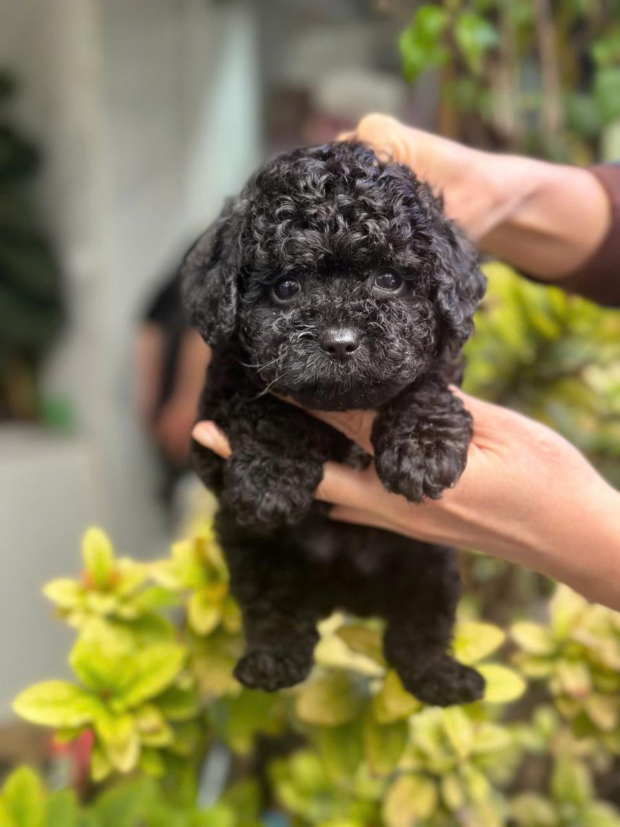 chó poodle đen