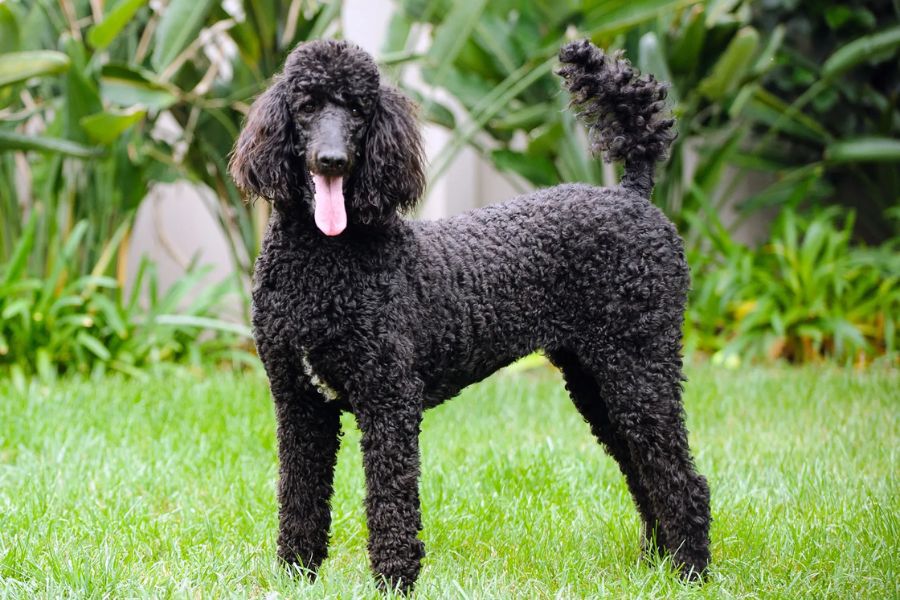 chó poodle đen