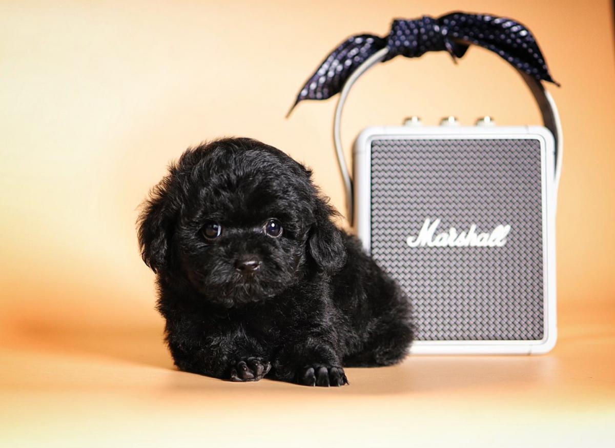 chó poodle đen