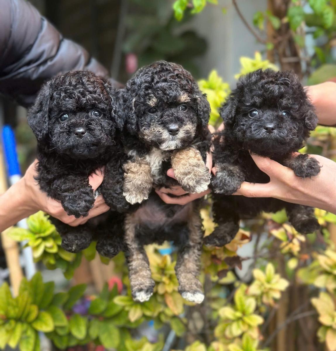 chó poodle đen