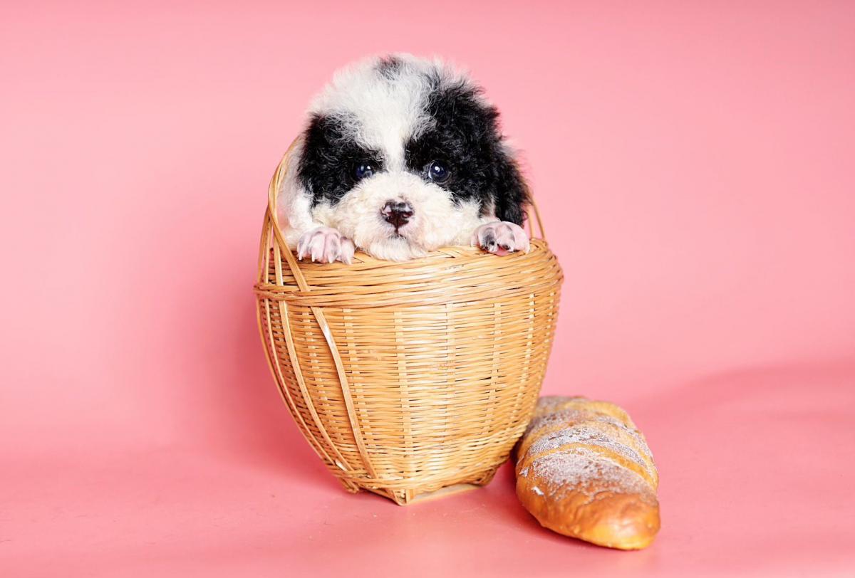 chó poodle đen trắng