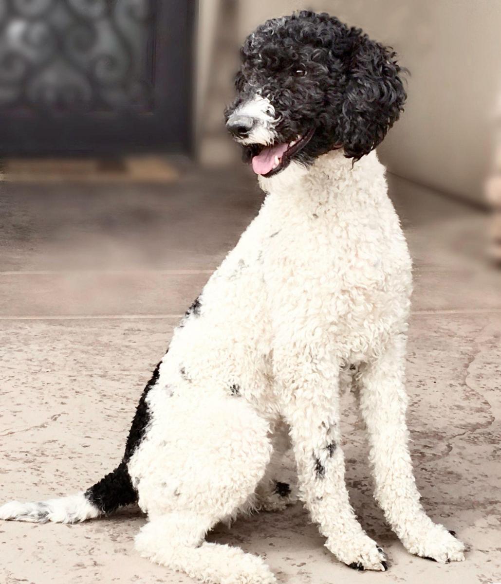 chó poodle đen trắng
