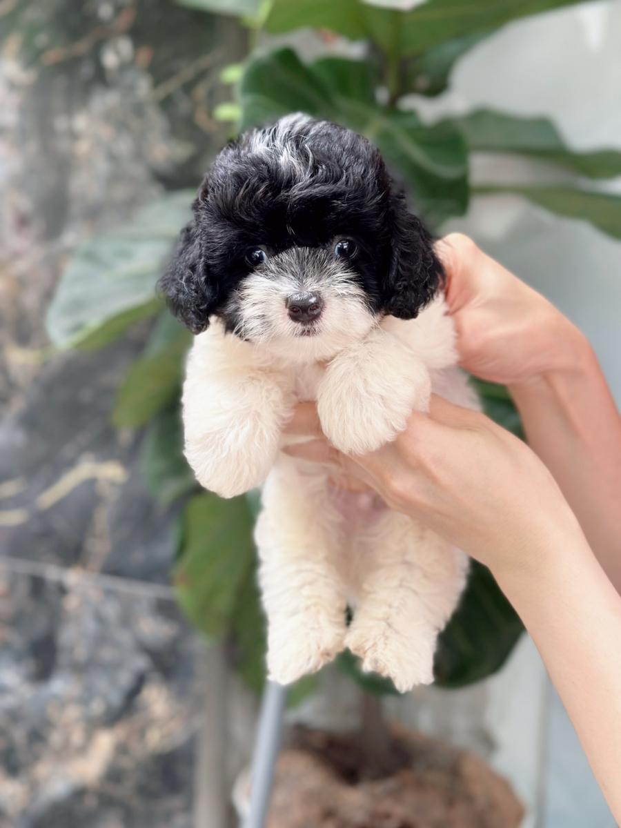 chó poodle đen trắng