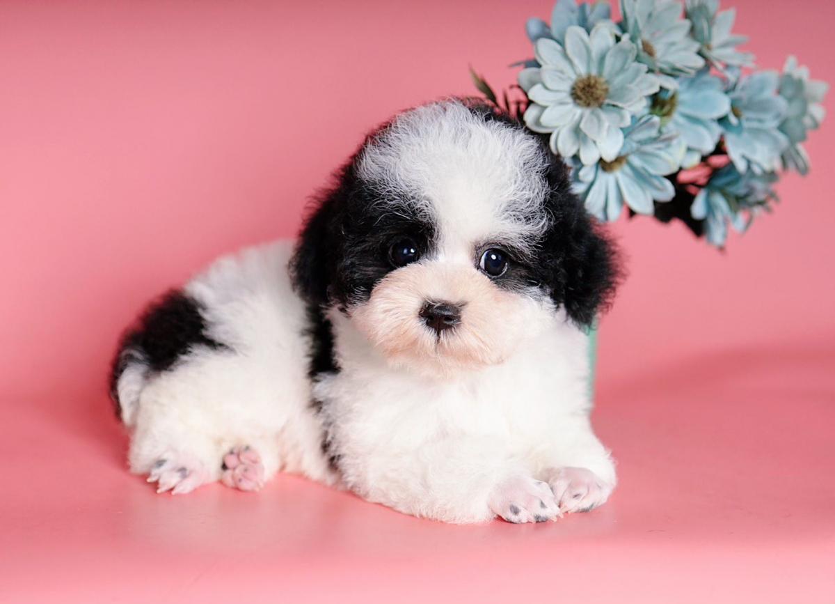 chó poodle đen trắng