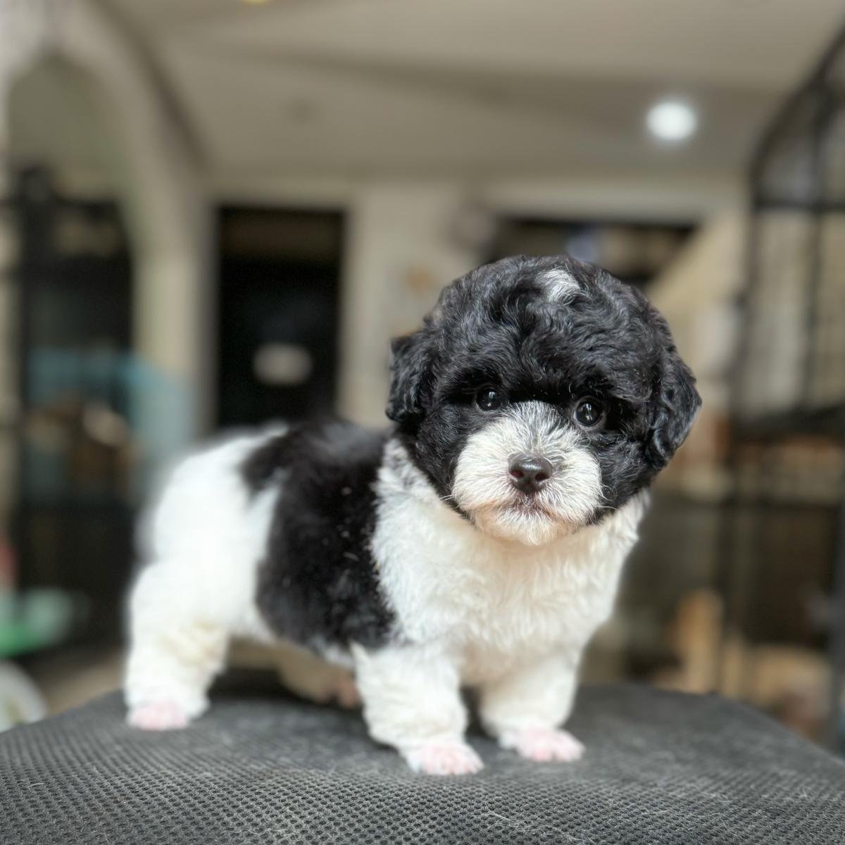 chó poodle đen trắng