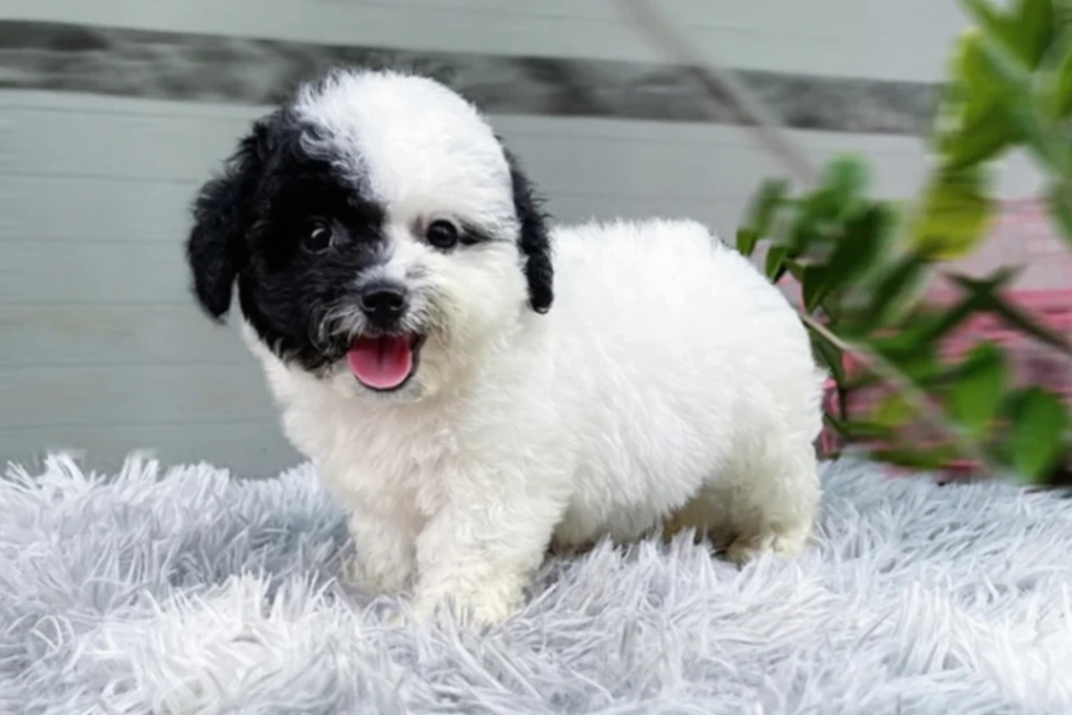 chó poodle đen trắng