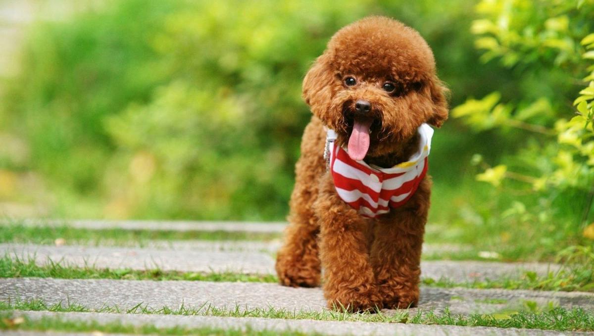 chó Poodle đẹp