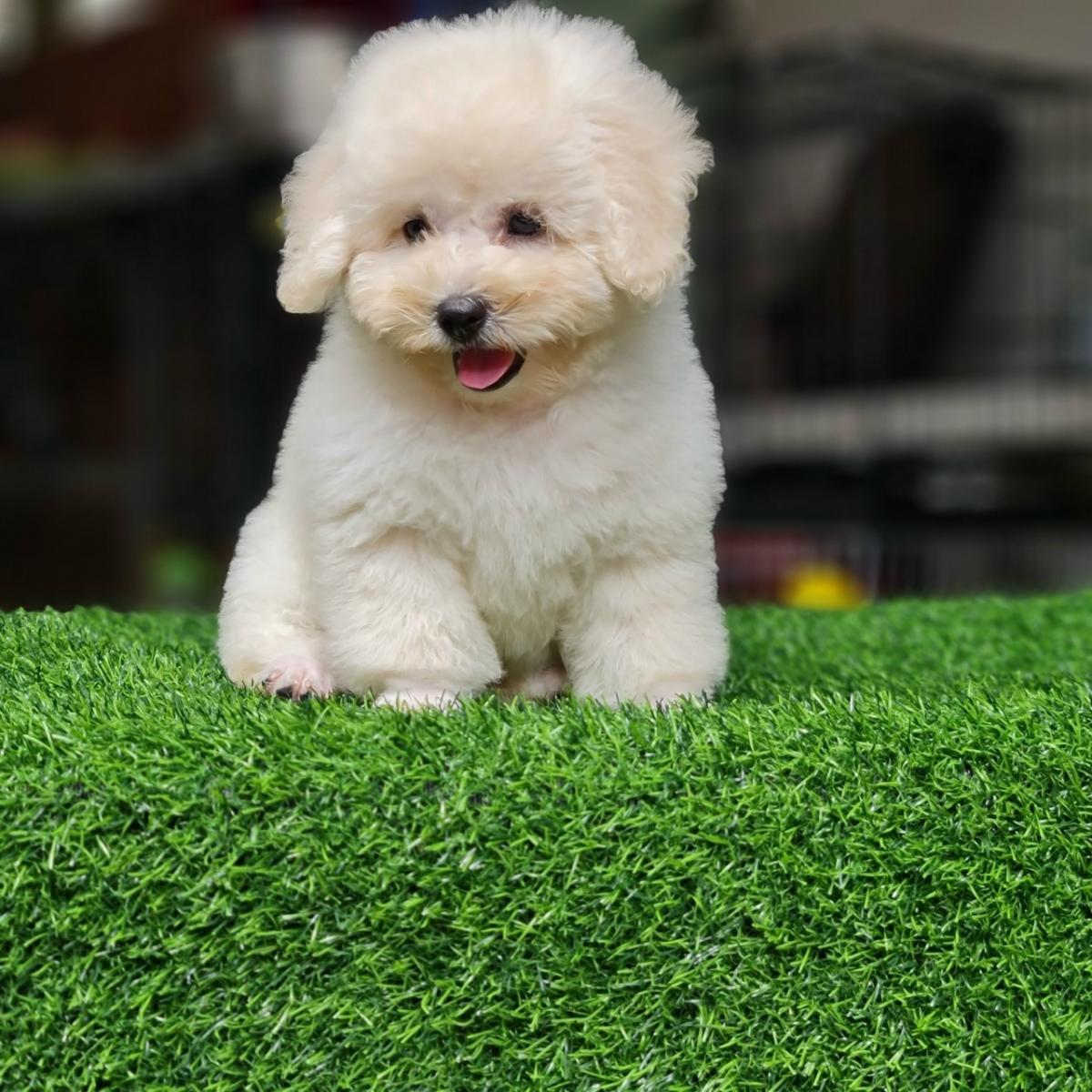 chó Poodle đẹp