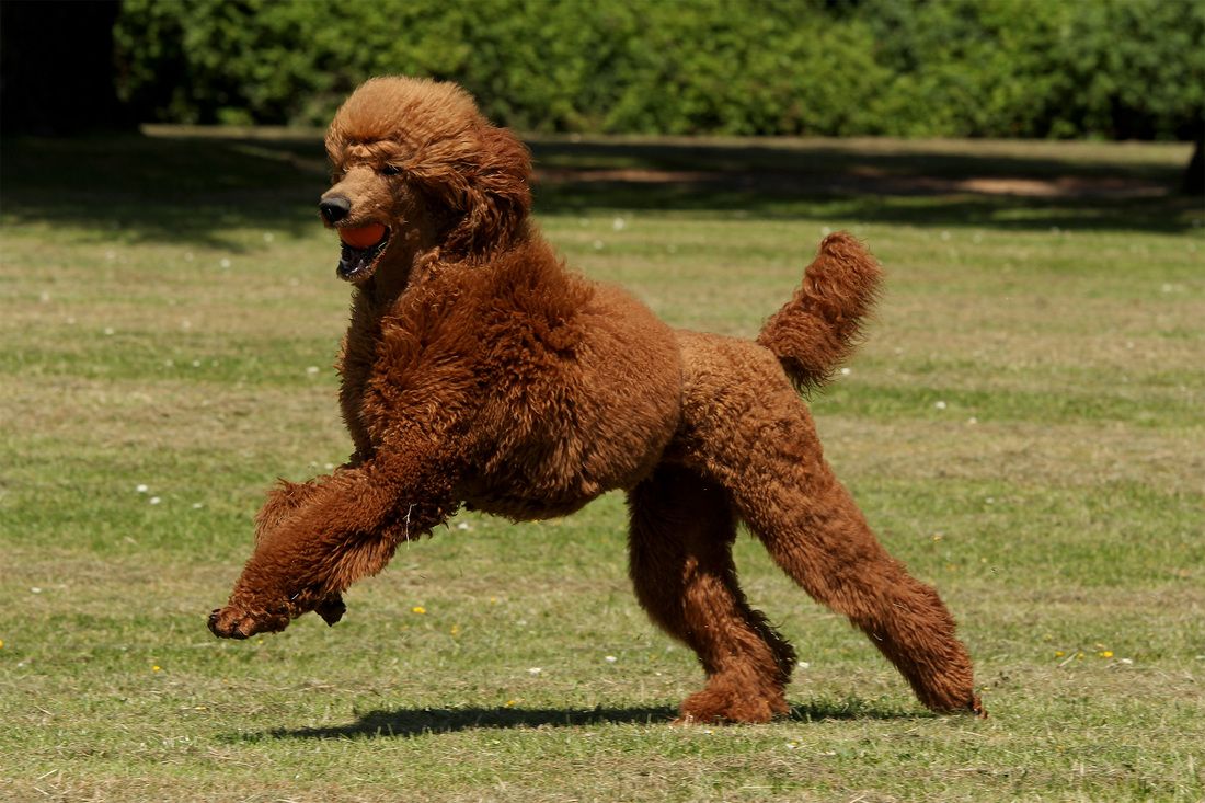 chó poodle hung dữ