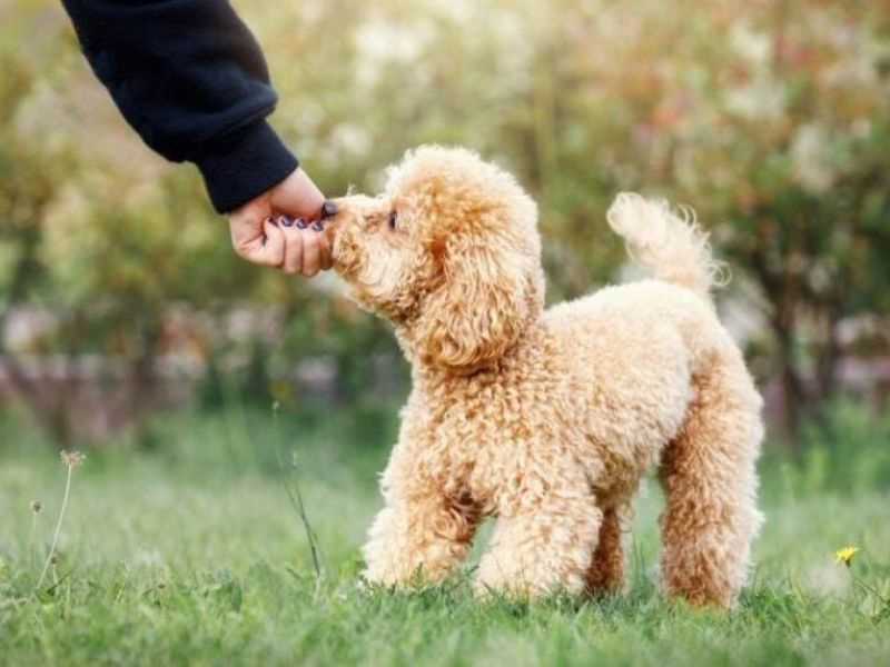chó poodle hung dữ