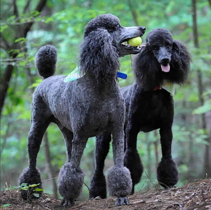 chó poodle mỏ dài