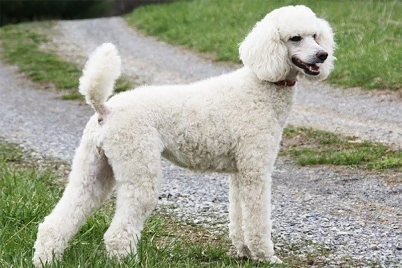 chó poodle mỏ dài