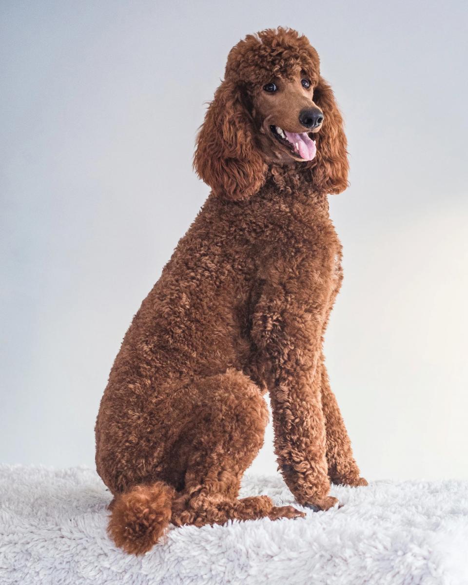 chó poodle mỏ dài
