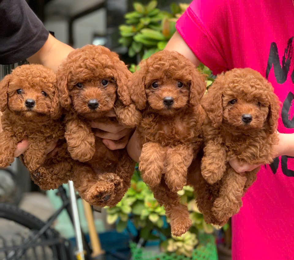 chó poodle nâu