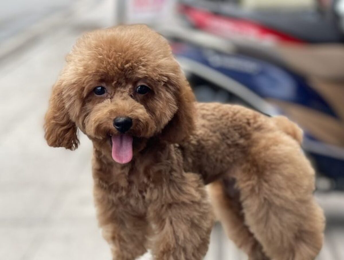 chó poodle nâu