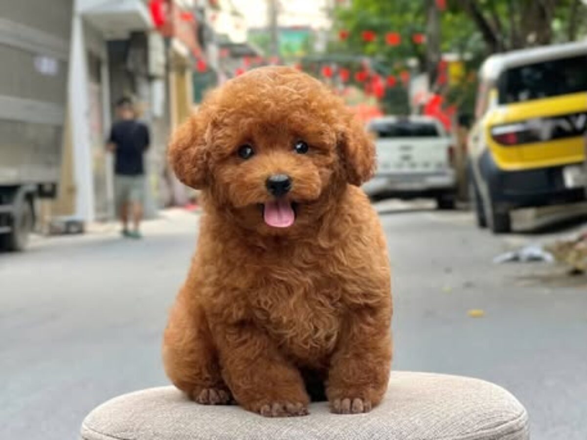 chó poodle nâu