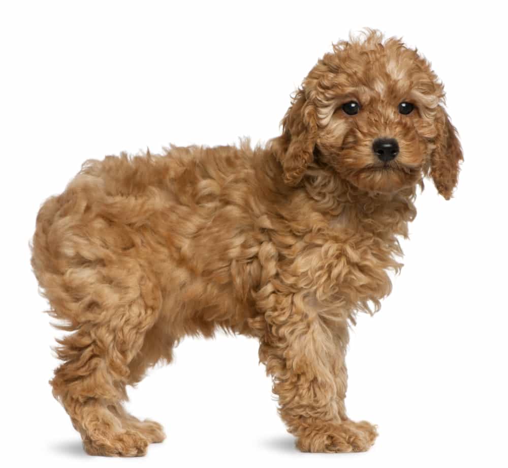 chó poodle nâu