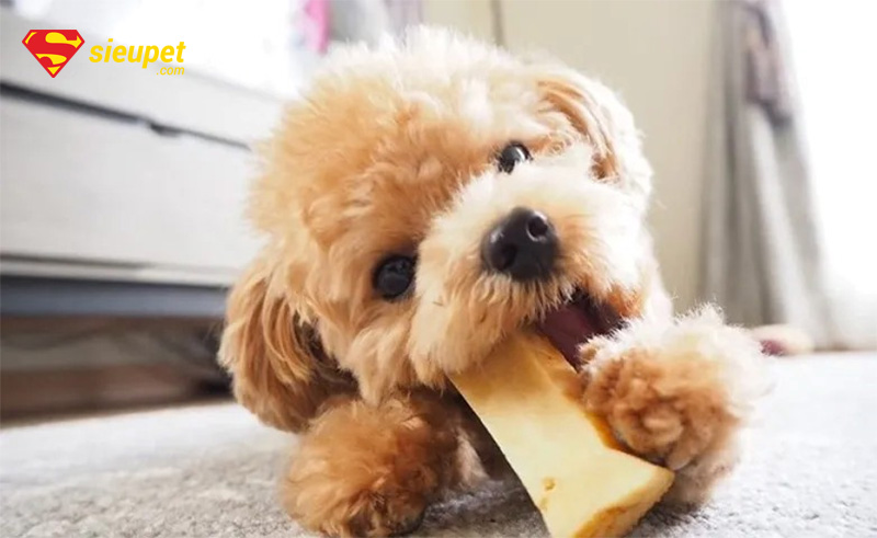 chó poodle nâu