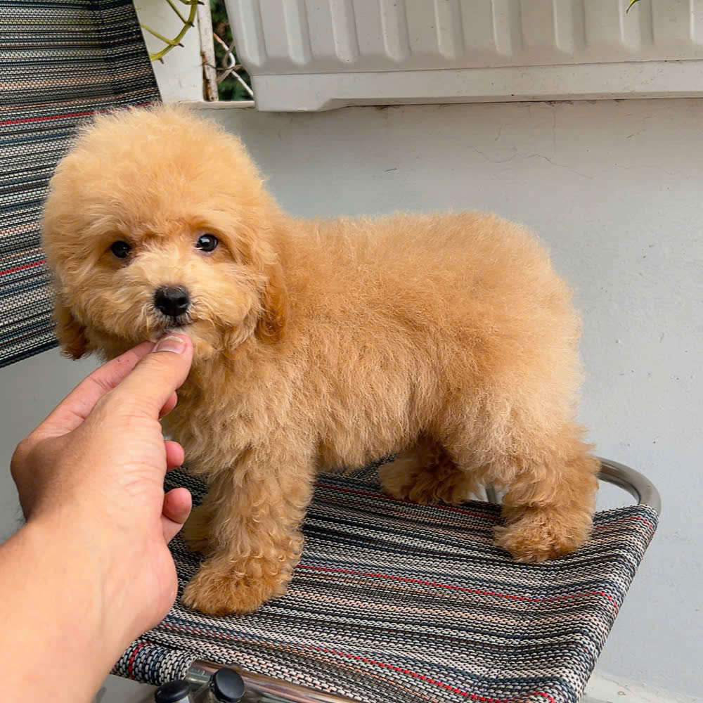 chó poodle nâu