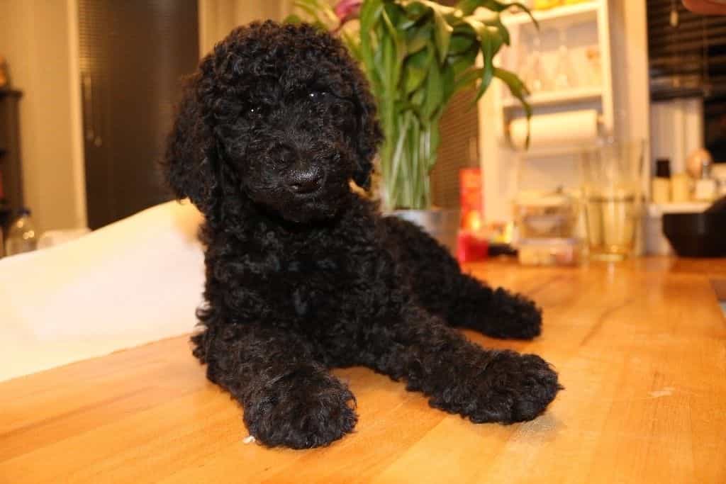 chó Poodle nâu đen