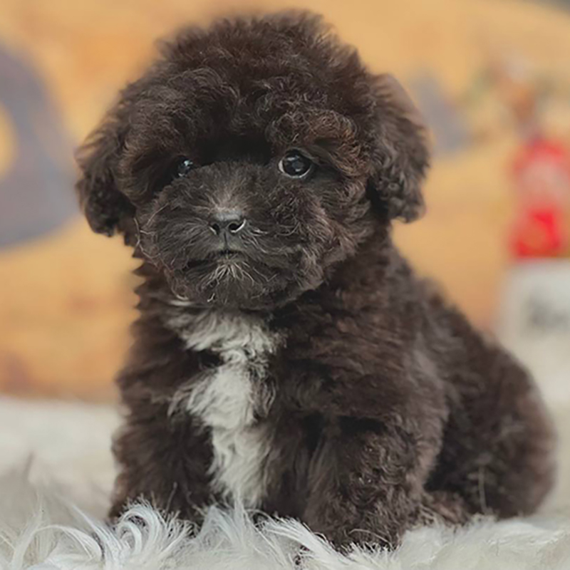 chó Poodle nâu đen