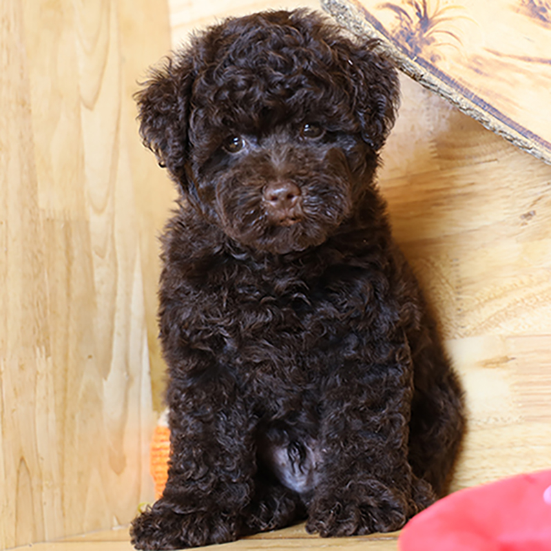 chó Poodle nâu đen