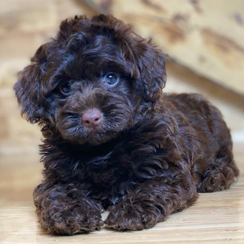 chó Poodle nâu đen