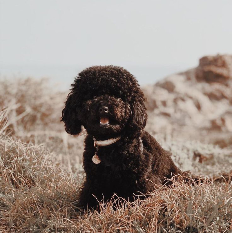 chó Poodle nâu đen