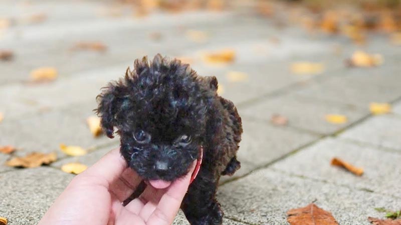 chó Poodle nâu đen