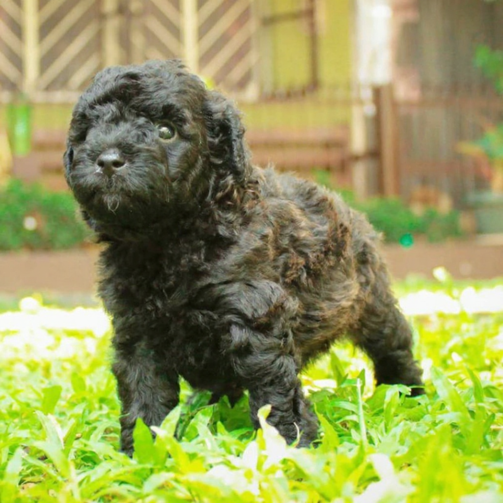 chó Poodle nâu đen