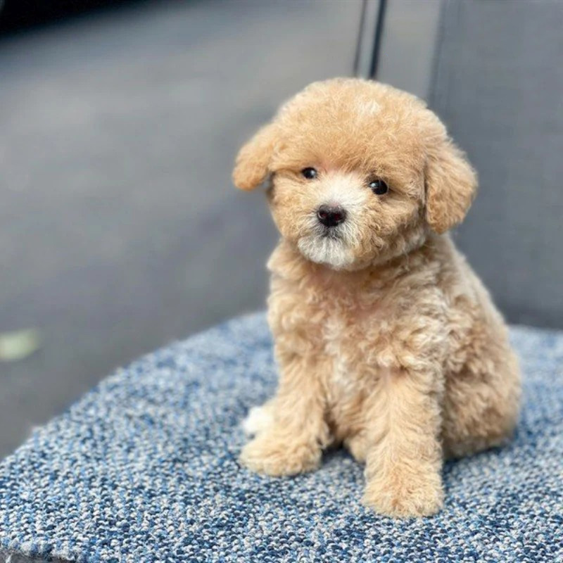 chó poodle nâu vàng