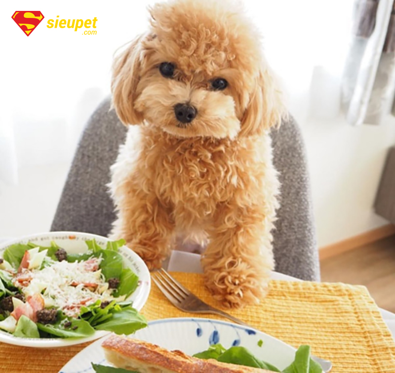 chó poodle nôn ra bọt trắng