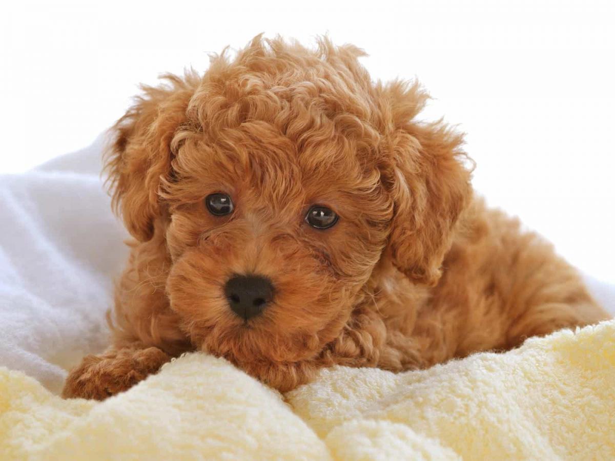 chó poodle nôn ra bọt trắng