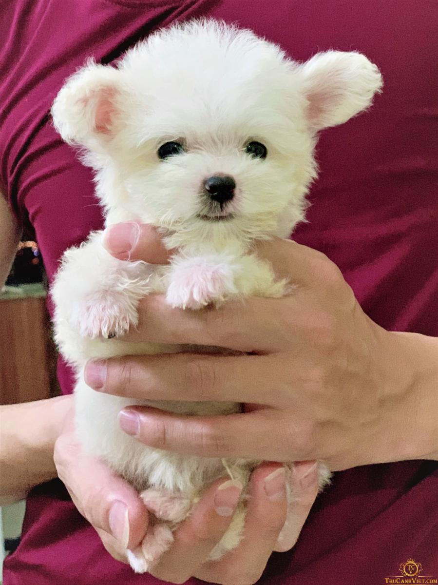 chó poodle teacup trắng