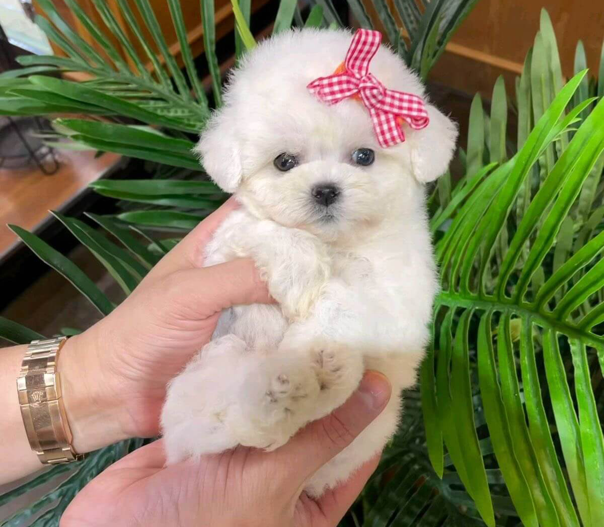 chó poodle teacup trắng