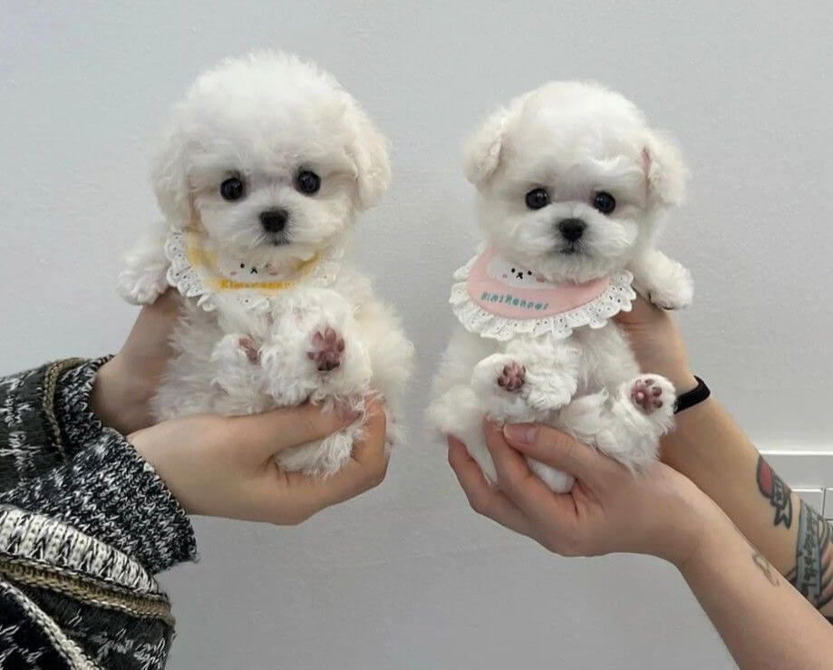 chó poodle teacup trắng